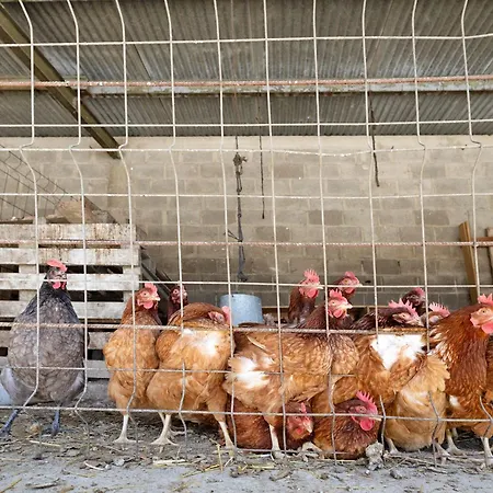 Mas Cal Ginto Farm stay