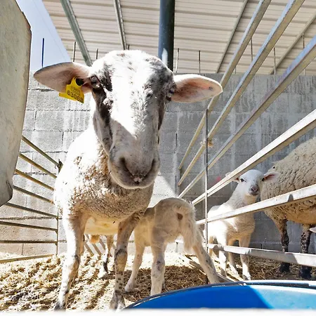 Mas Cal Ginto Séjour à la ferme *